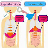 Abdominal Ventra Deep Breathing Exerciser Trainer